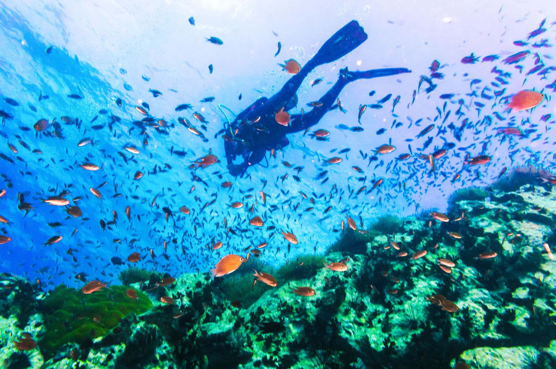 Pickalbatros Deluxe Roulette Port Ghalib