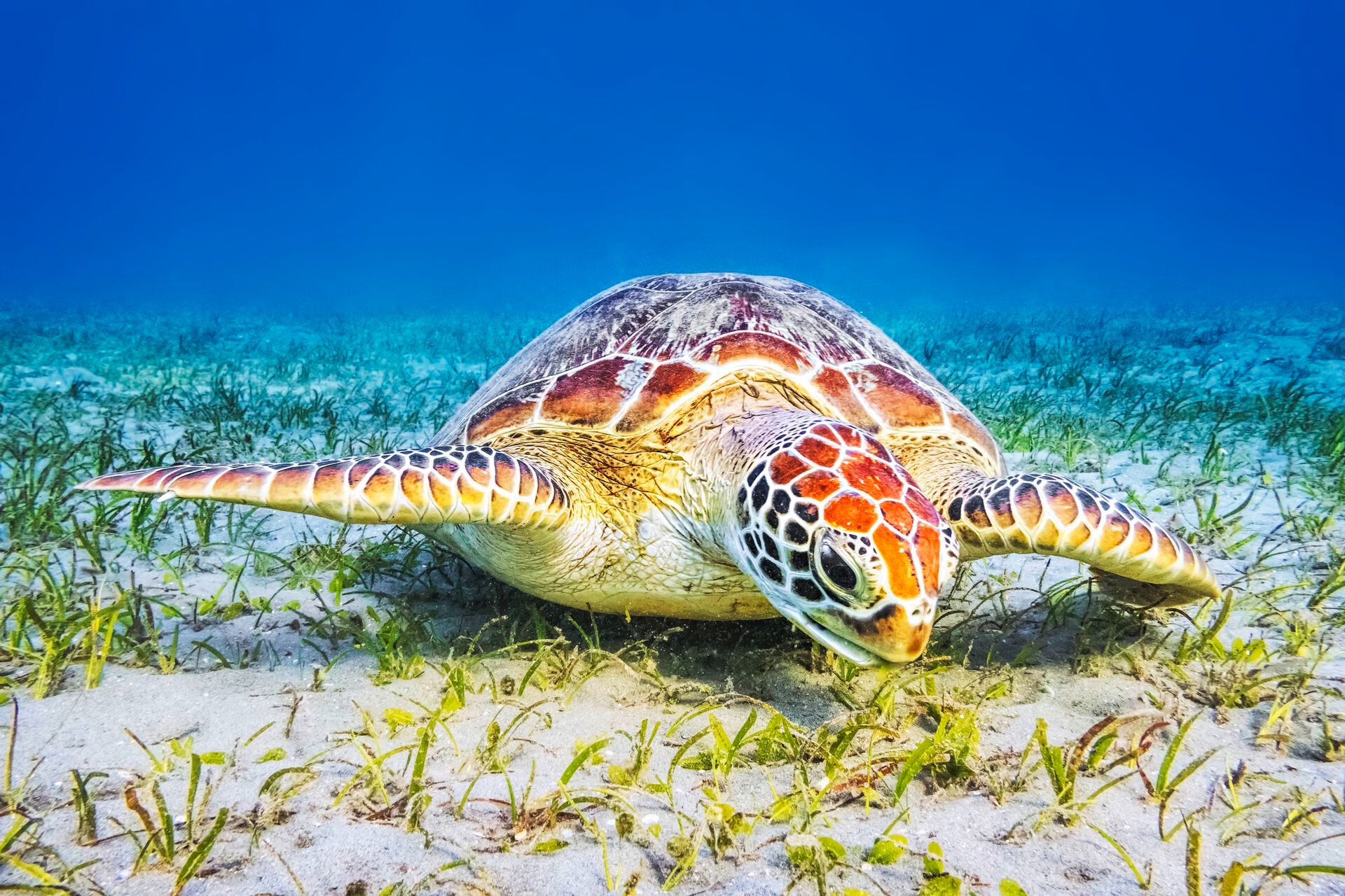 Marsa Alam & El Gouna à la sonnenklar.TV