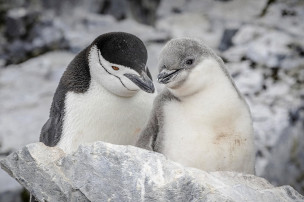 original Oscar-Farrera-20240212-003-Orne-Harbour-Oscar-Farrera-26881489-Photo Oscar Farrera