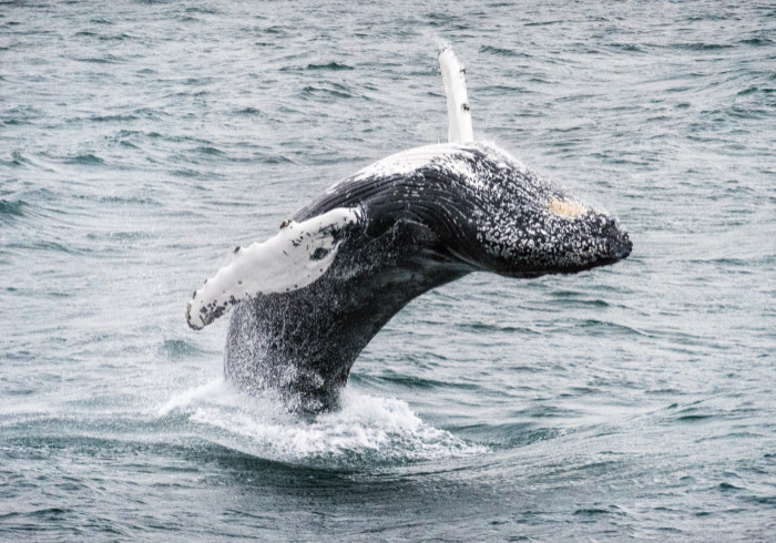 Island_Karsten-Bidstrup-2017-06-18-0163-Iceland-Akureyri-Photo-by-Karsten-Bidstrup-5814223-Photo_Karsten_Bidstrup