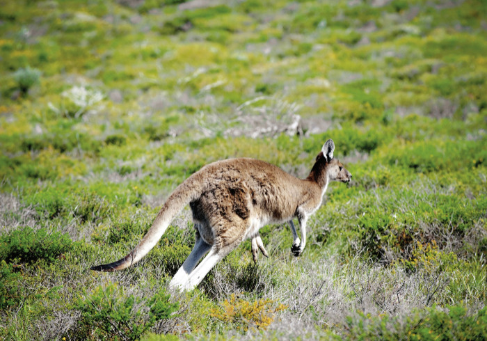 K_nguru_1086756_dic_master