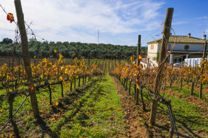 original costadelsol-50