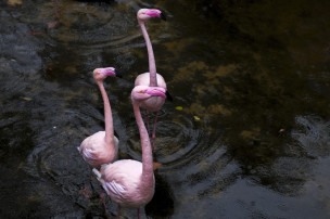 original costadelsol-1