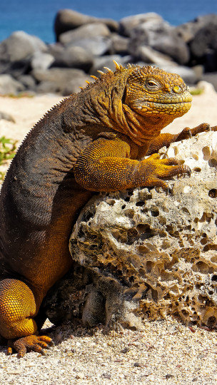 original CHA Ecuador-Echse