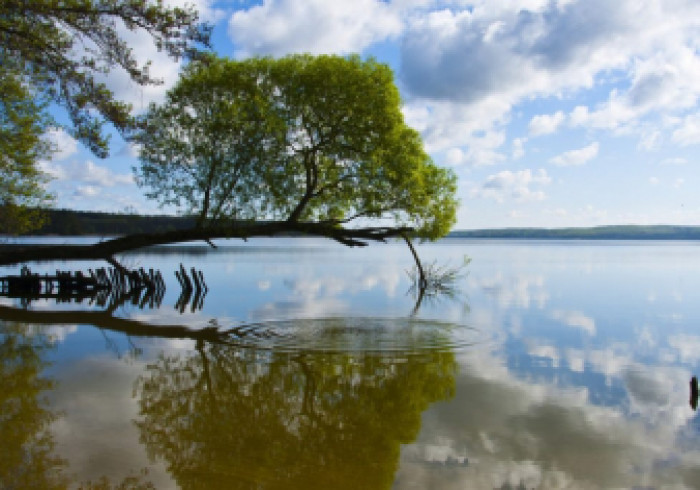 Mecklenburg_See_Baum