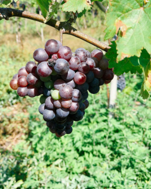 original IMG 5854-819x1024