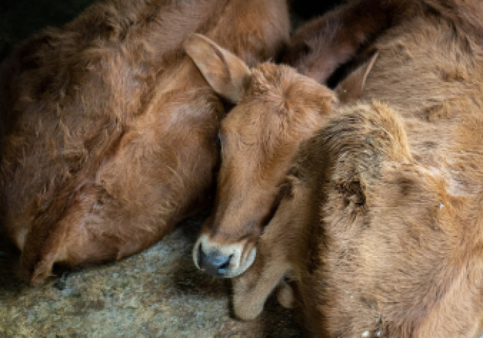 projekt1_Milchbauer4