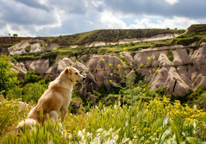 hiking-4591419_960_720