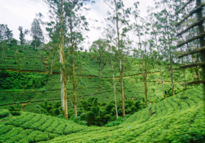 Sri-Lanka-AuswahlDSC02941