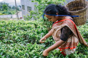 original Sri-Lanka-AuswahlDSC03076