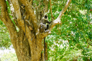 original Sri-Lanka-AuswahlDSC03773