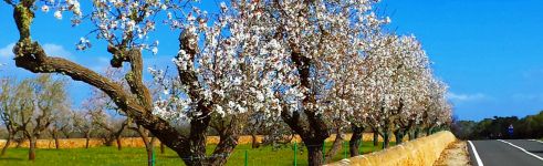 mandelbluete-mallorca