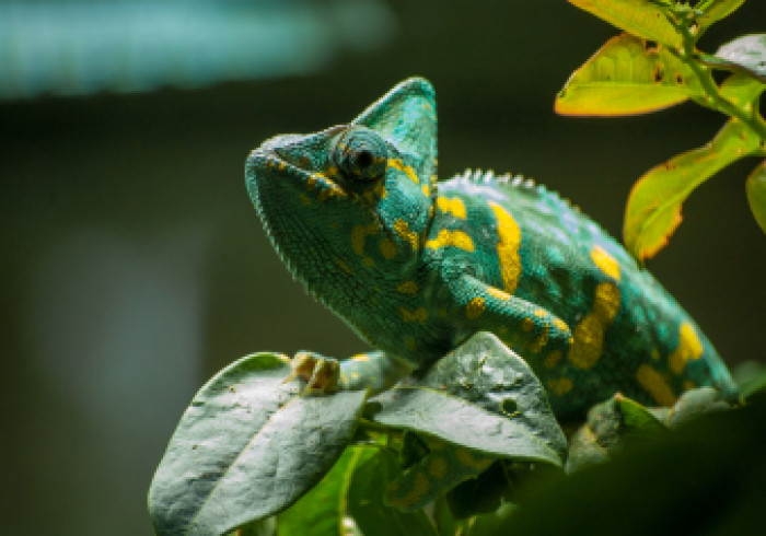 chameleon-