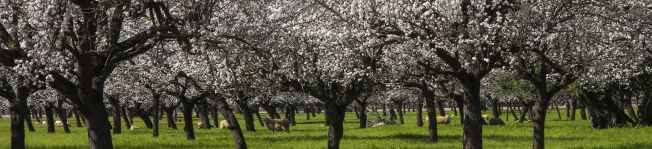 Mallorca - die Insel der wunderschönen Mandelblüten